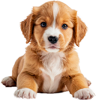 Cachorros
